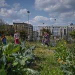 Garden Seine St Denis